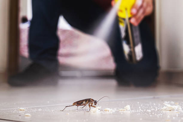 Best Affordable Pest Control Services  in Alliance, OH